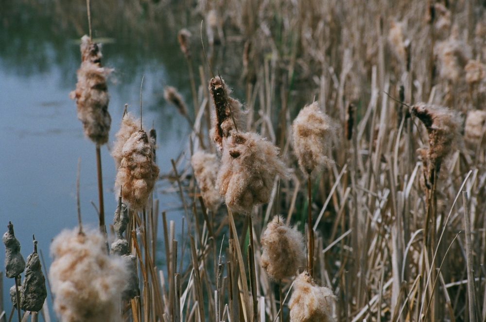 bulrushes at Pearce Estate Park