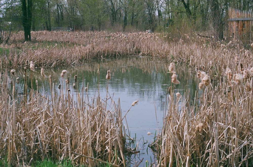 bulrushes at Pearce Estate Park