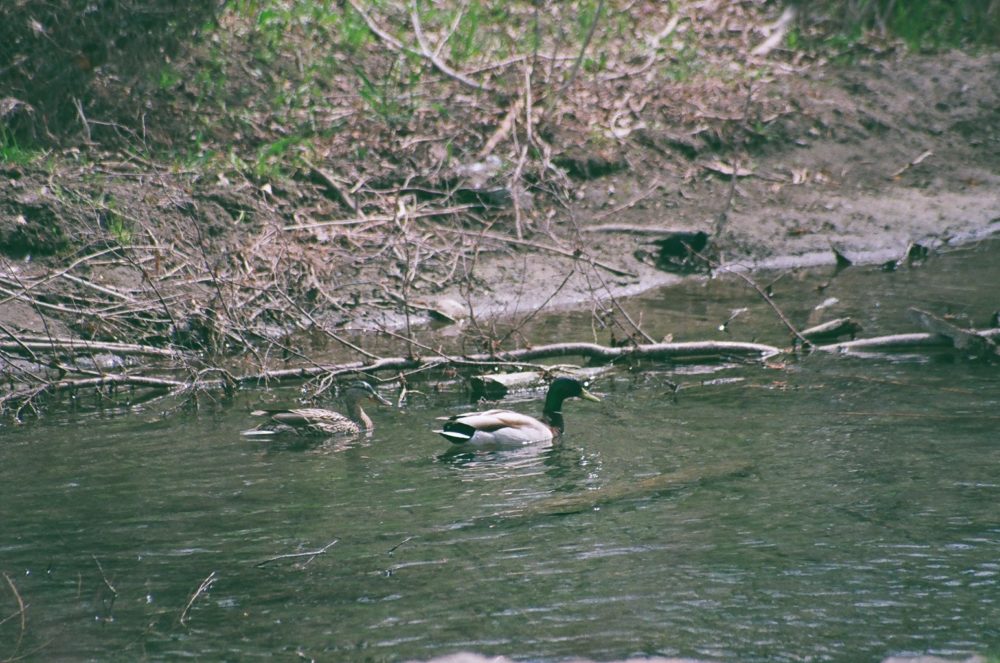 ducks at Pearce Estate Park