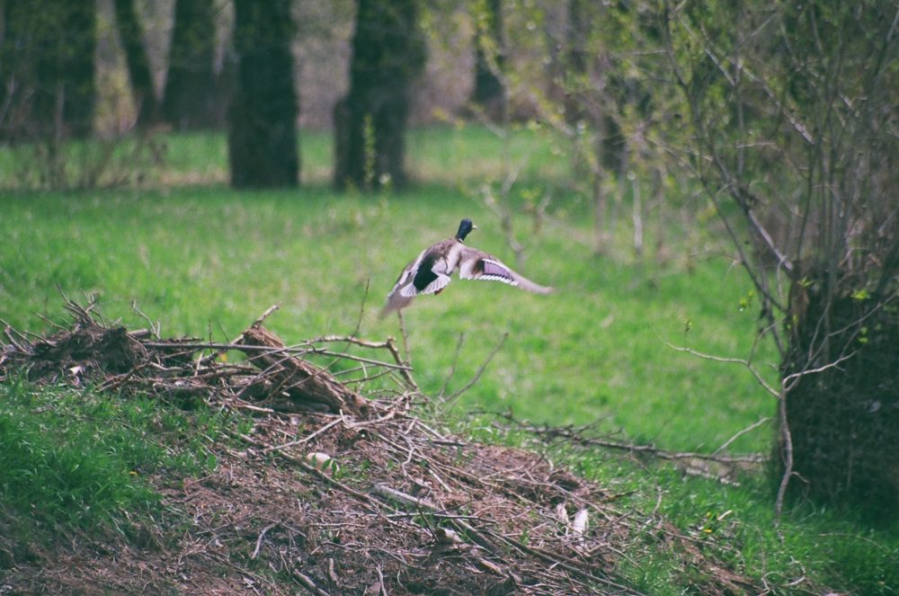 flying duck at Pearce Estate Park