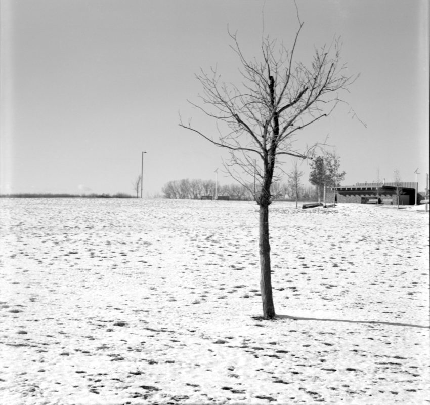 tree at Ralph Klein Park