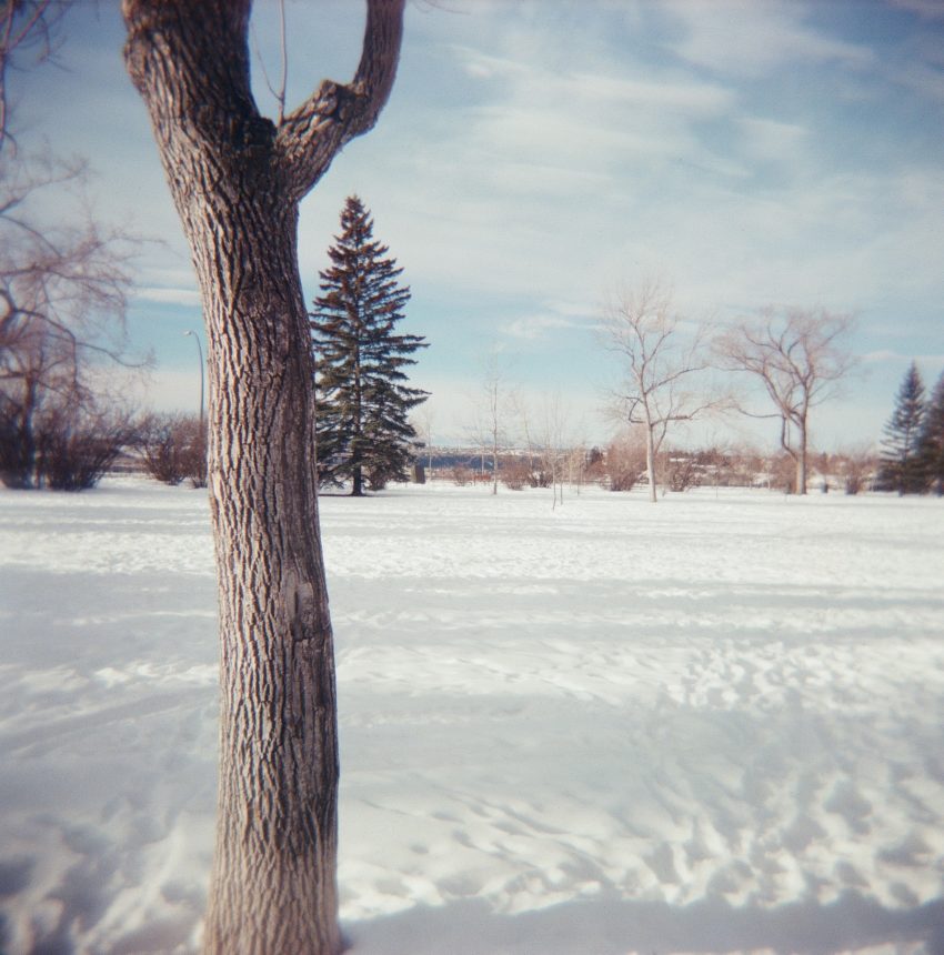 a tree in winter