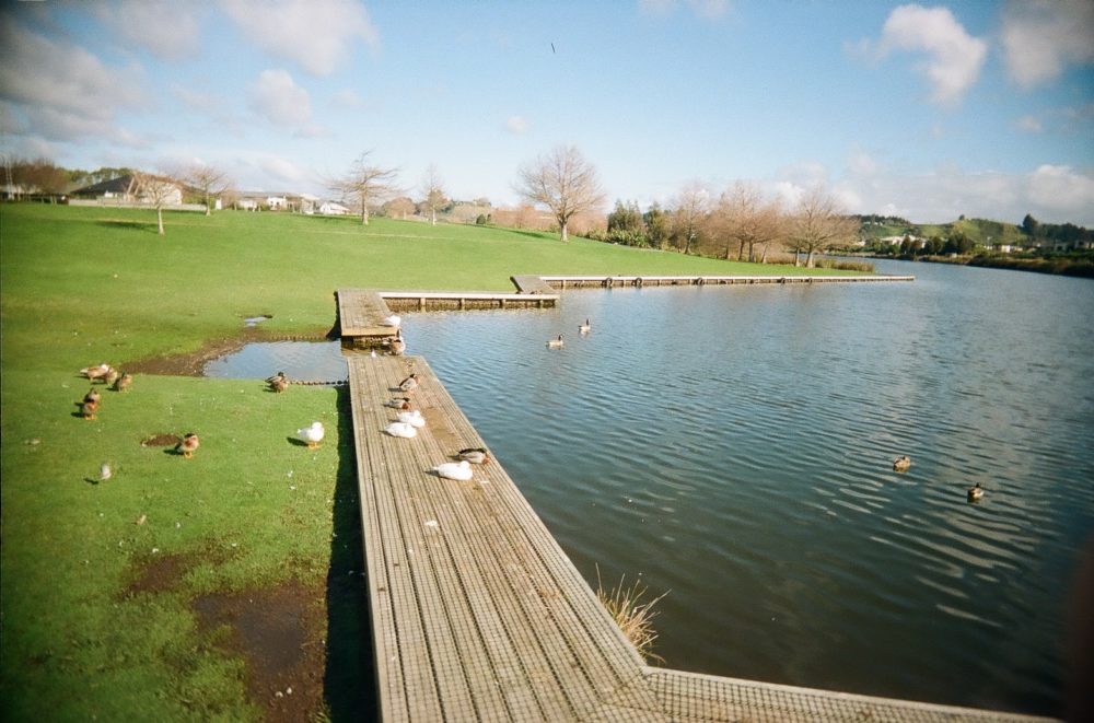 ducks in Tauranga, New Zealand