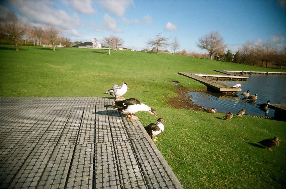 ducks in Tauranga, New Zealand