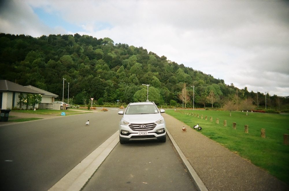 ducks crossing the road