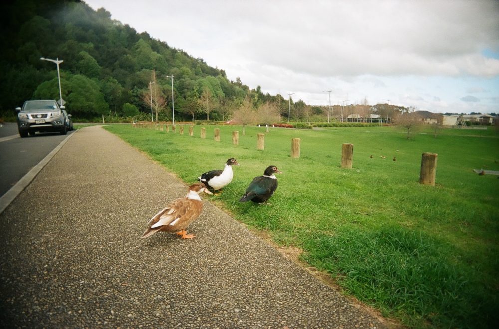 New Zealand ducks