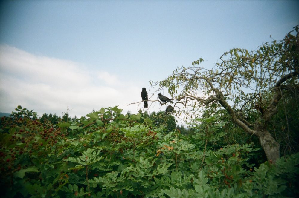 Crows