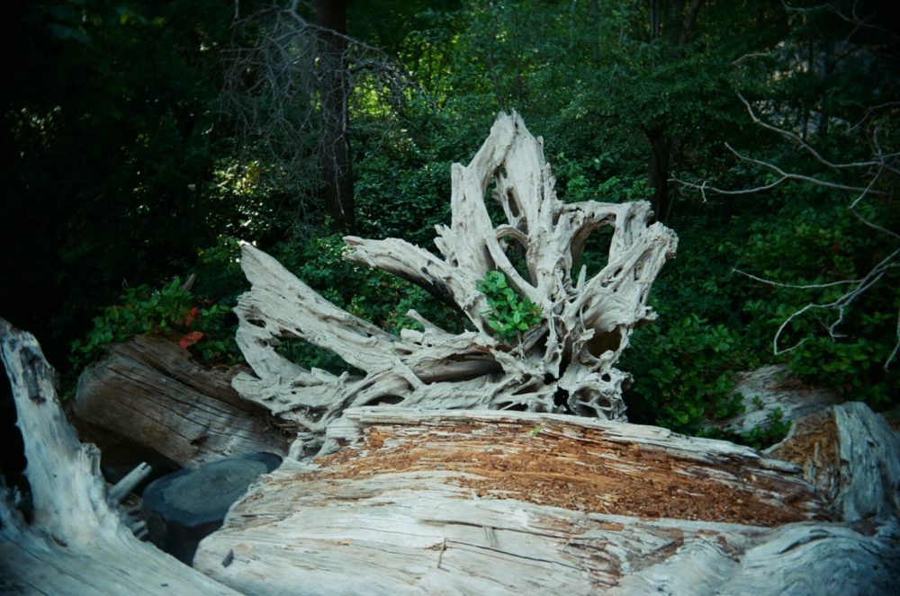 driftwood