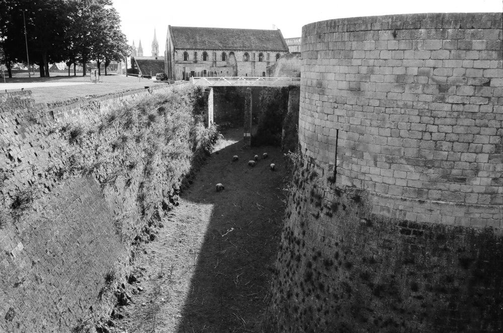 Château de Caen castle moat sheep