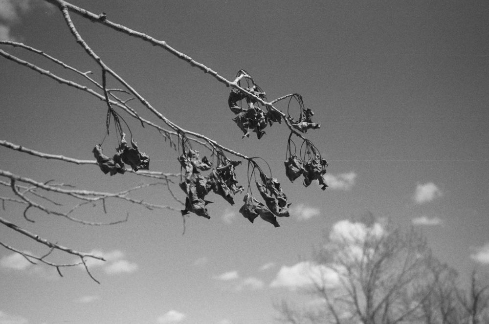 dried leaves