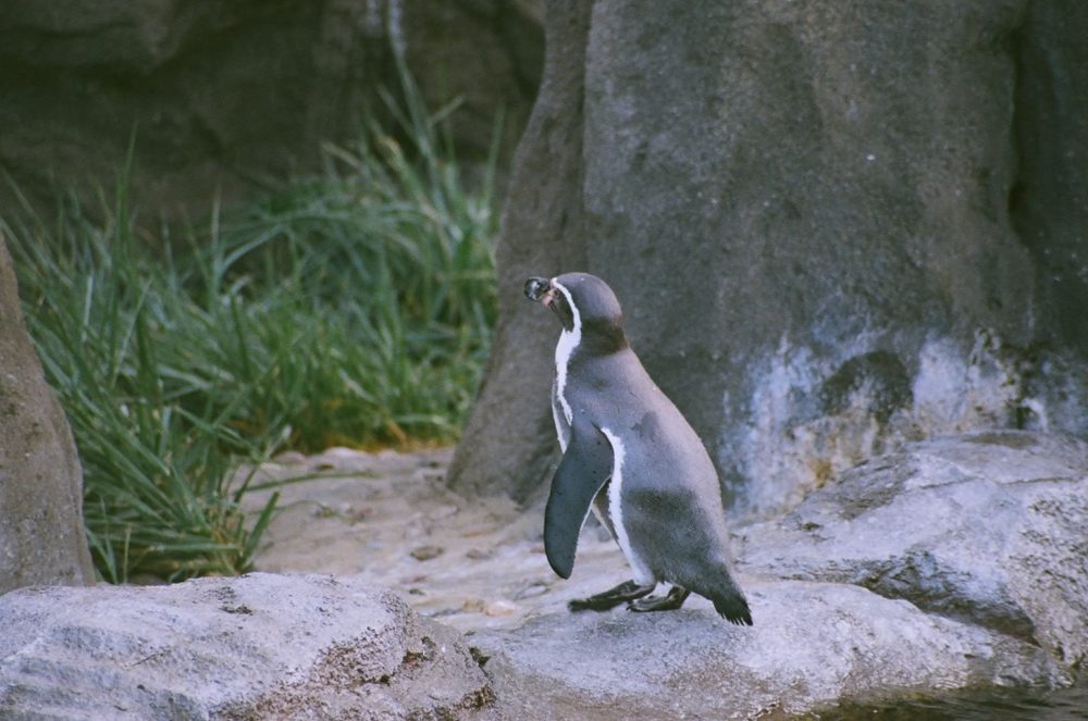 penguin
