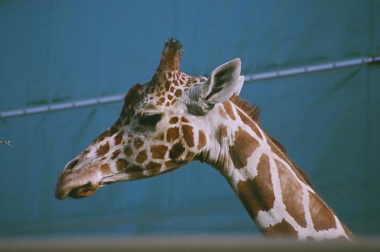 giraffe