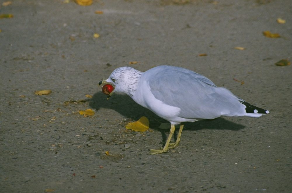 seagull