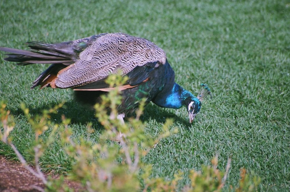 peacock