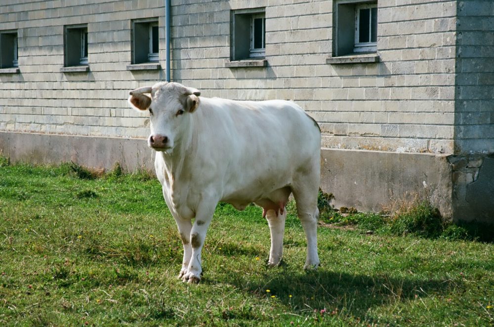 a cow in Authie, France