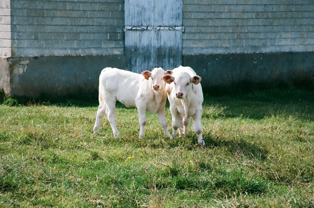 cows in Authie, France