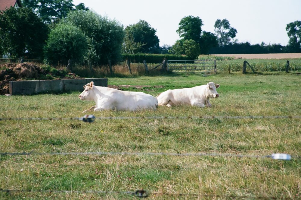 cows in Authie, France