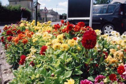 flowers in Le Mesnil-Patry, Normandy
