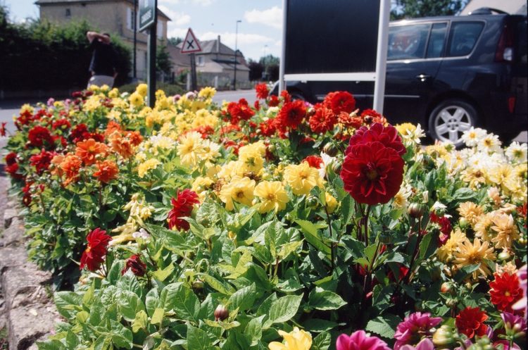 flowers in Le Mesnil-Patry, Normandy