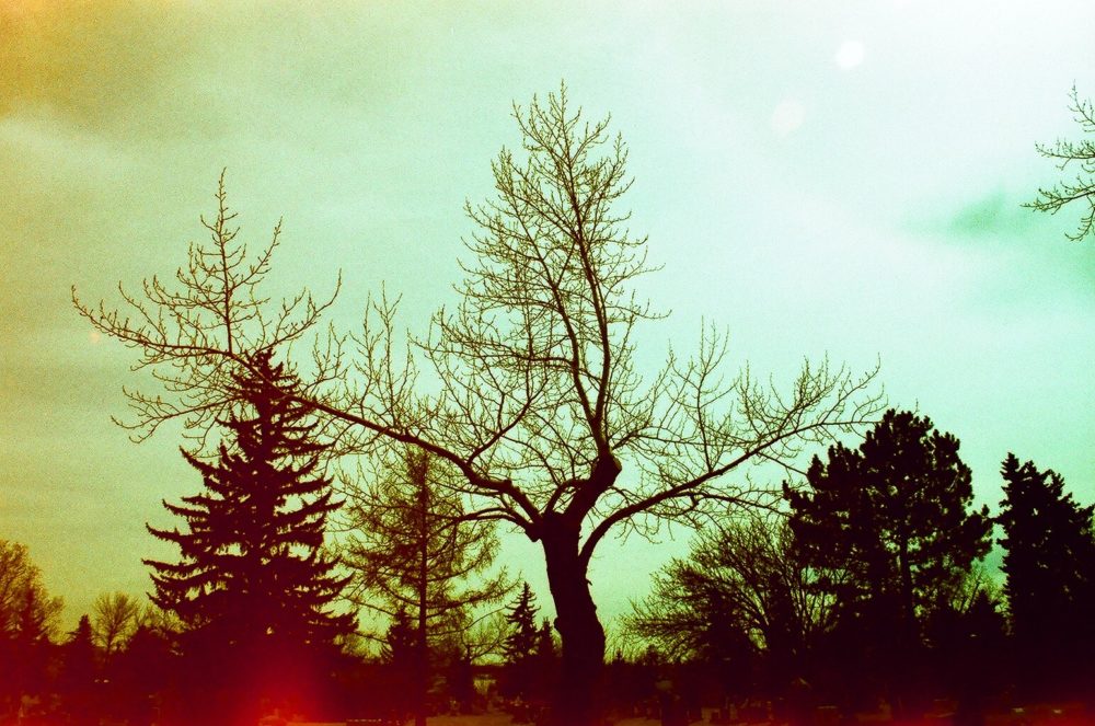 trees in Burnsland Cemetery