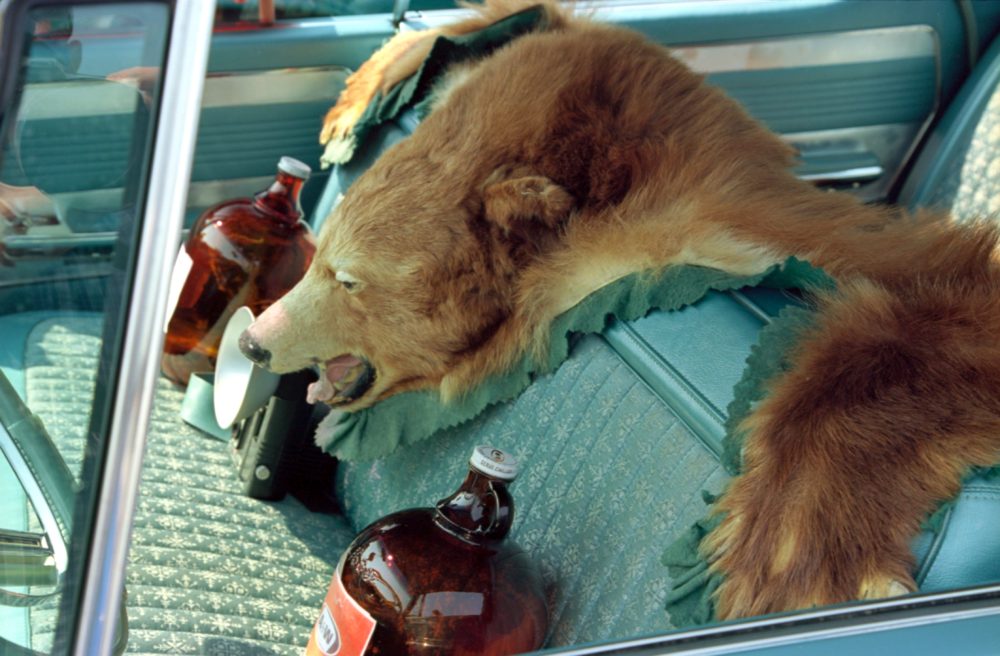 bear skin in vintage car
