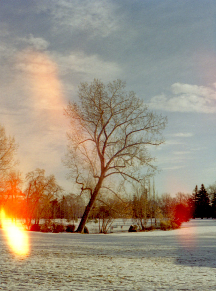 a tree in Riley Park