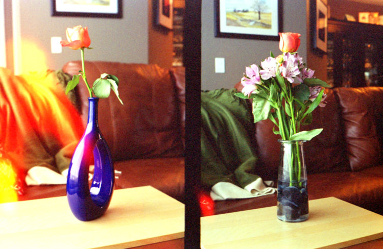 flowers in vases