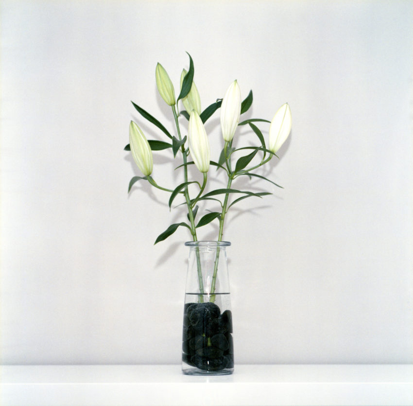 oriental lily