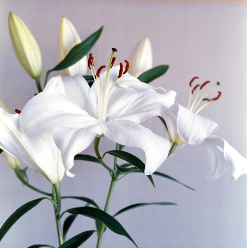 oriental lily in bloom close-up