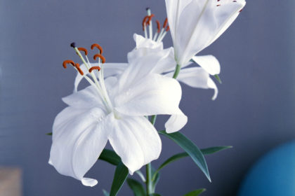 oriental lily in bloom close-up