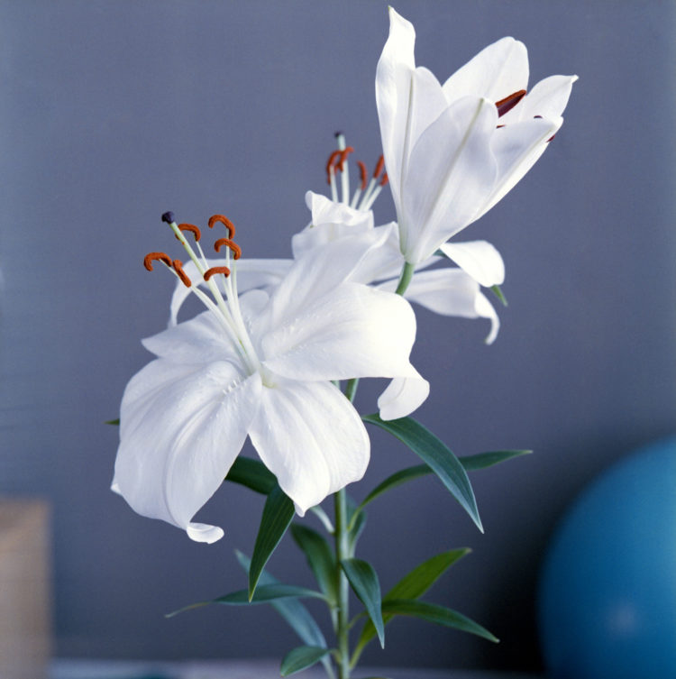 oriental lily in bloom close-up