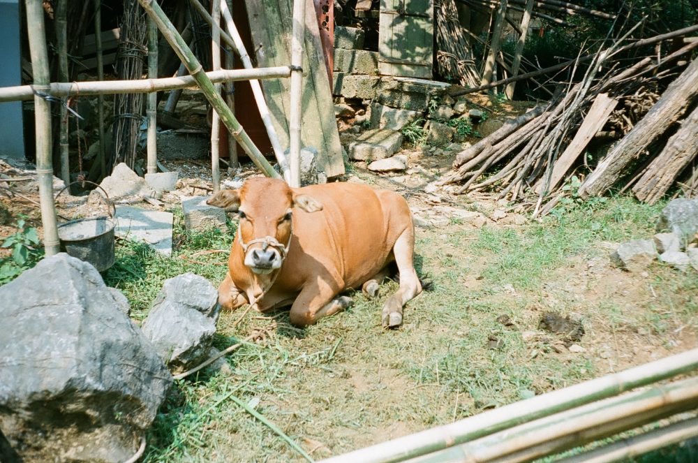 a cow in the Yangshuo countryside