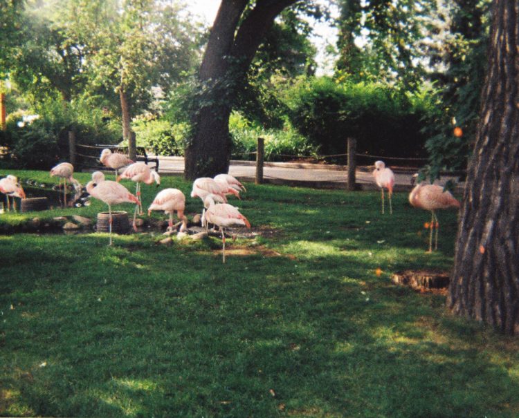 pink flamingoes