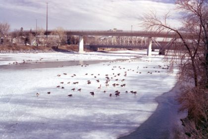 geese on ice on the Bow River