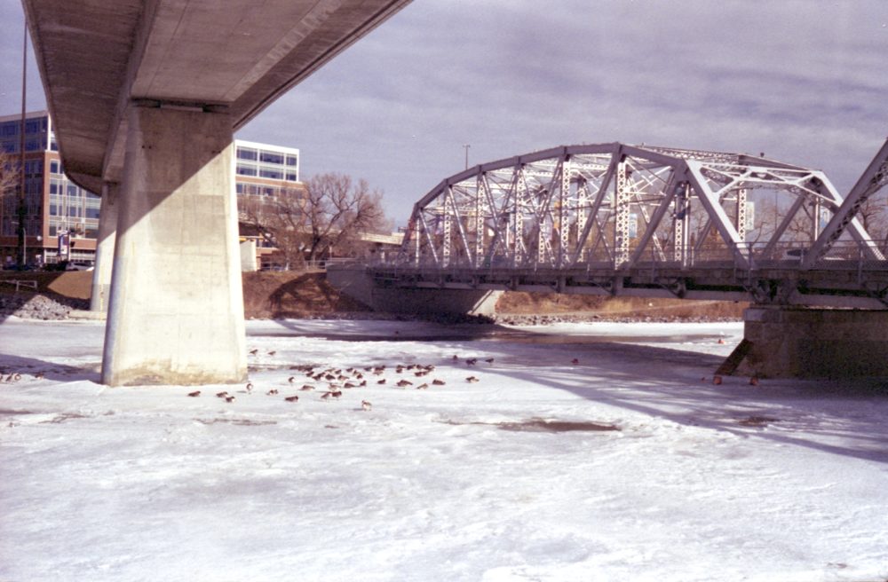 geese on ice on the Bow River