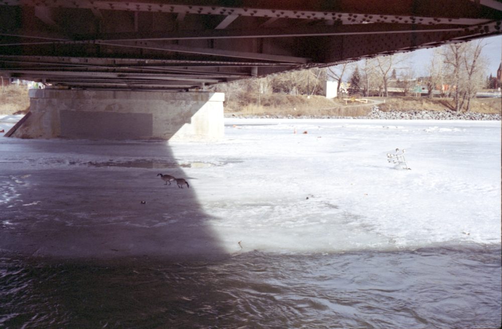 geese & a shopping cart on ice on the Bow River