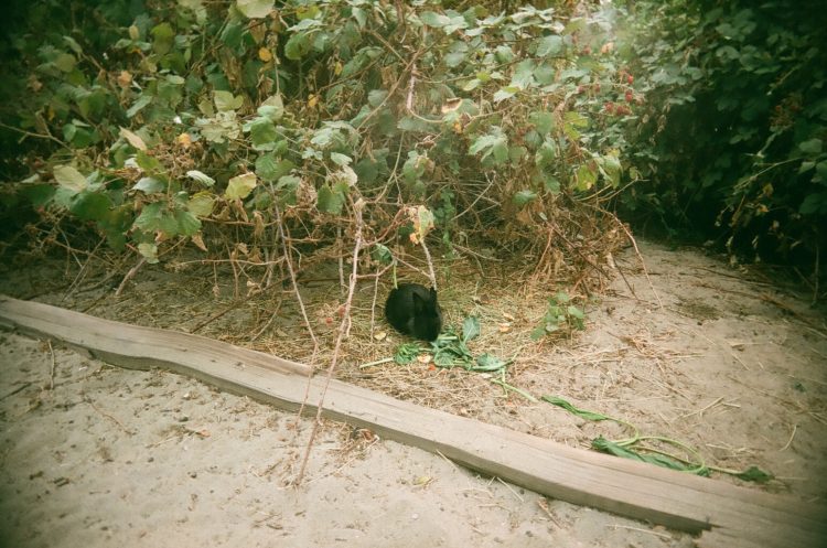 bunny rabbit at Jericho Beach