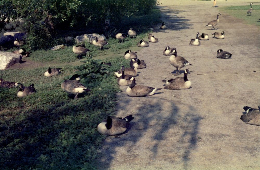 Canada geese