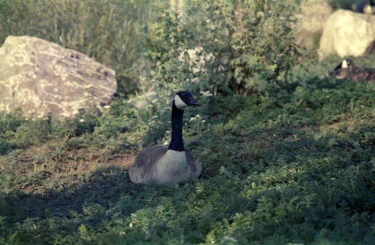 Canada goose