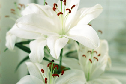 Casablanca lily