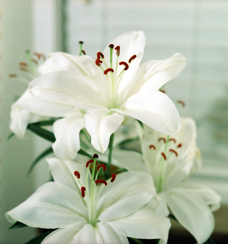 Casablanca lily