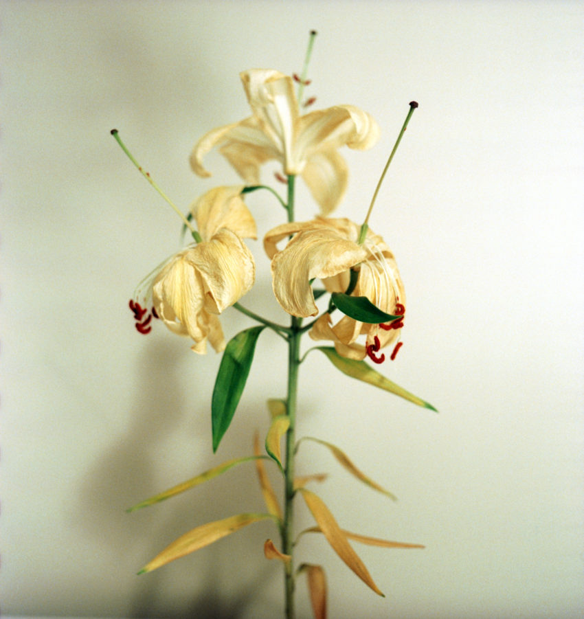 wilting Casablanca lily