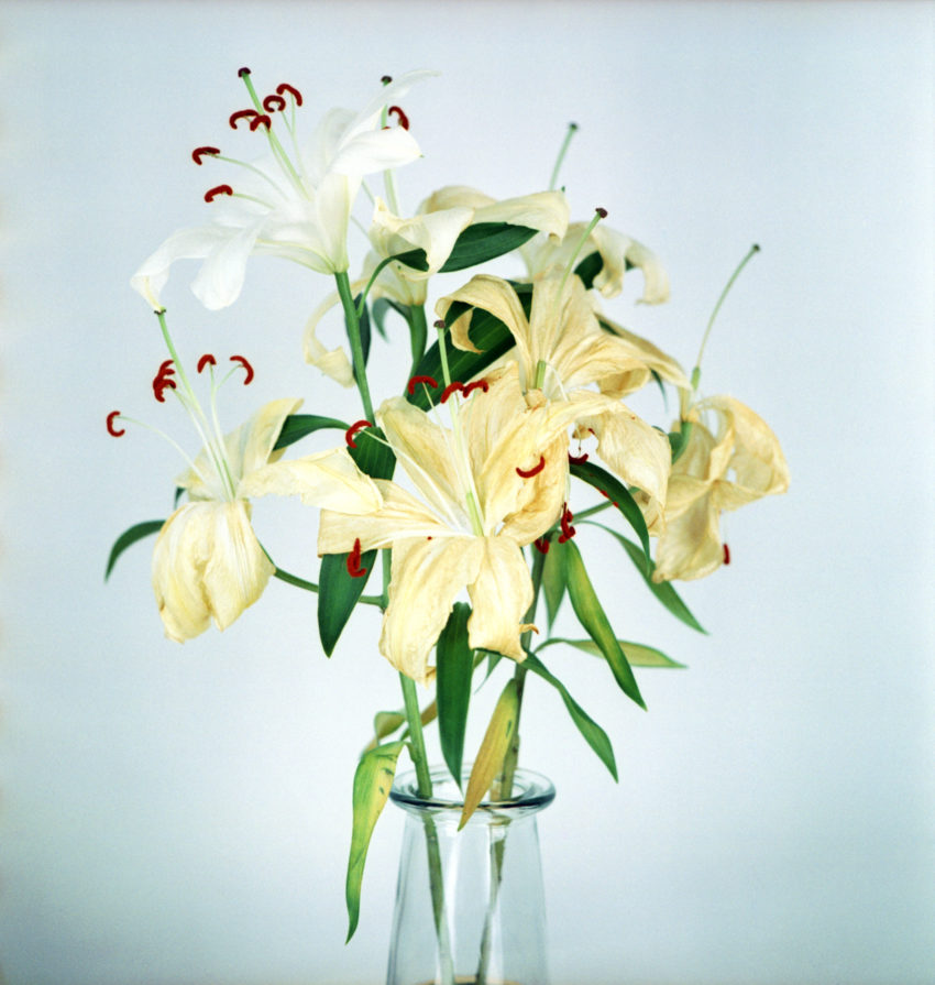 wilting Casablanca lily