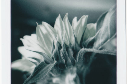 back side of a sunflower