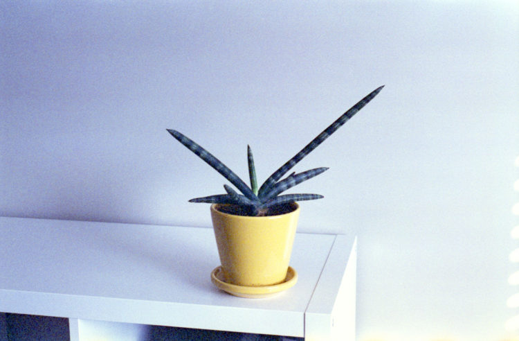 plant