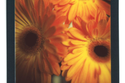 gerberas
