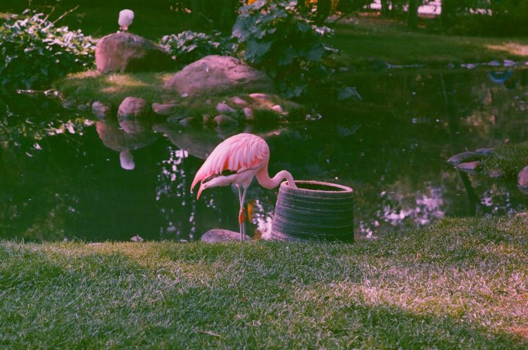 flamingo