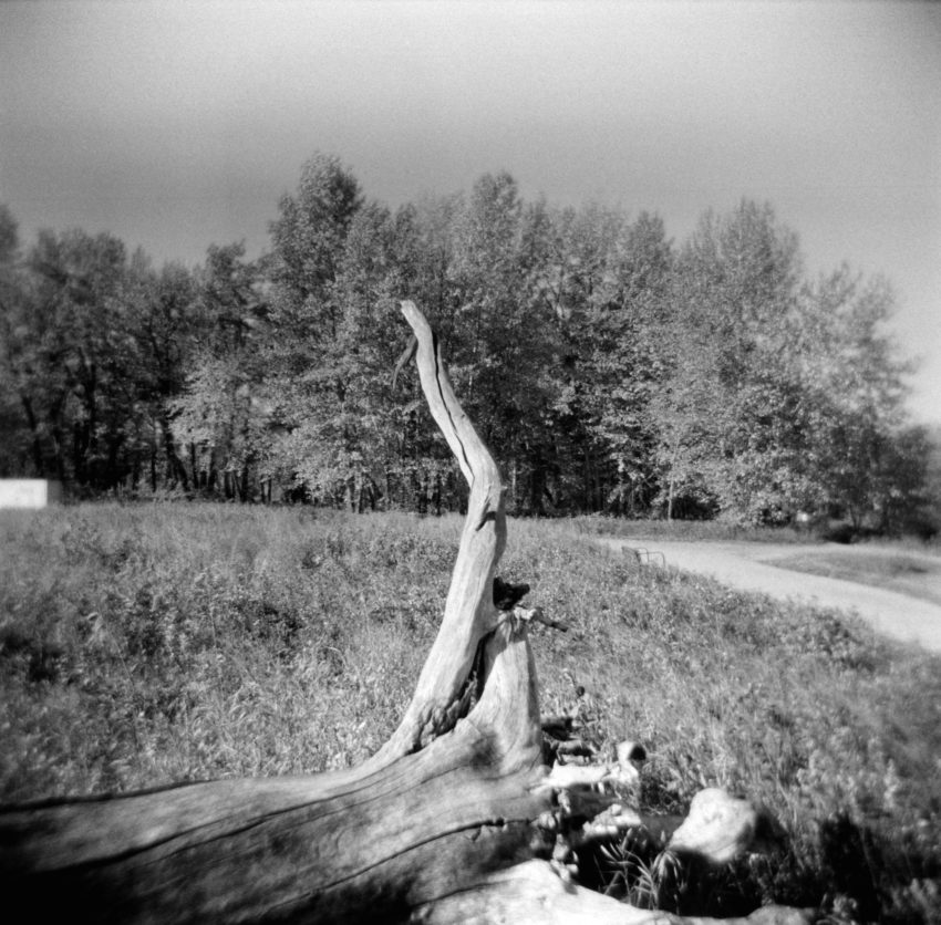 Fish Creek Park fallen tree