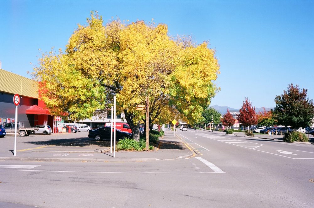 autumn tree in Blenheim, NZ