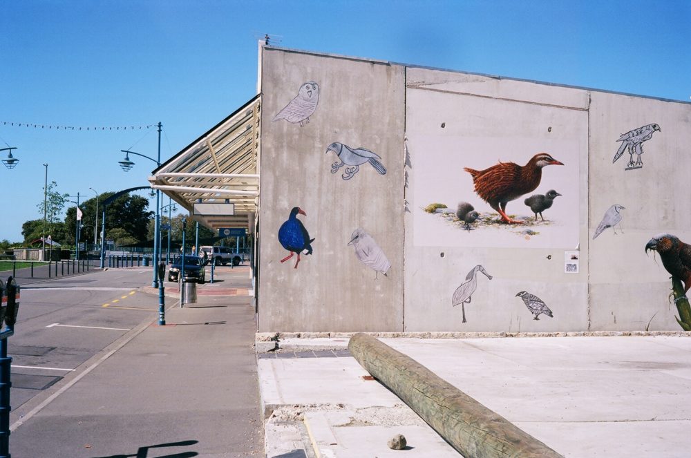 birds on a wall in Blenheim, NZ
